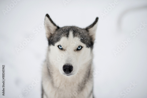 Siberian husky with blue eyes under the snow, close portrait 