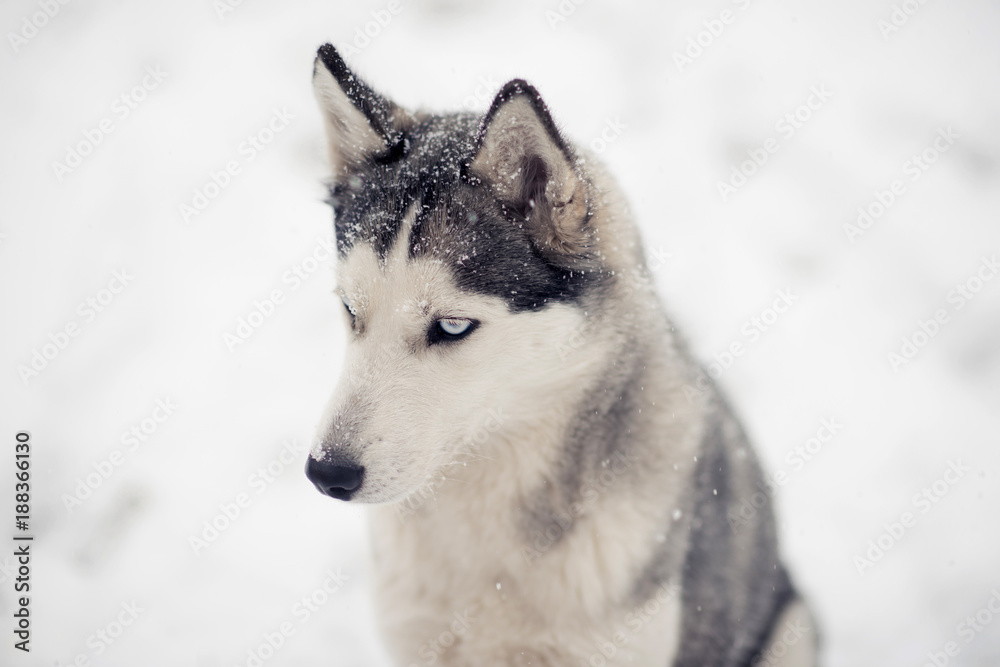 Siberian husky dog under snow peeping prey 