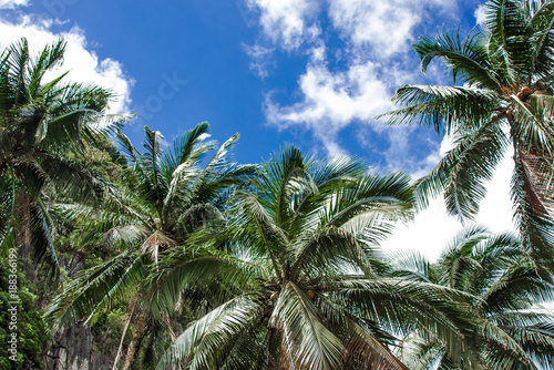 Palm trees on the blue sky