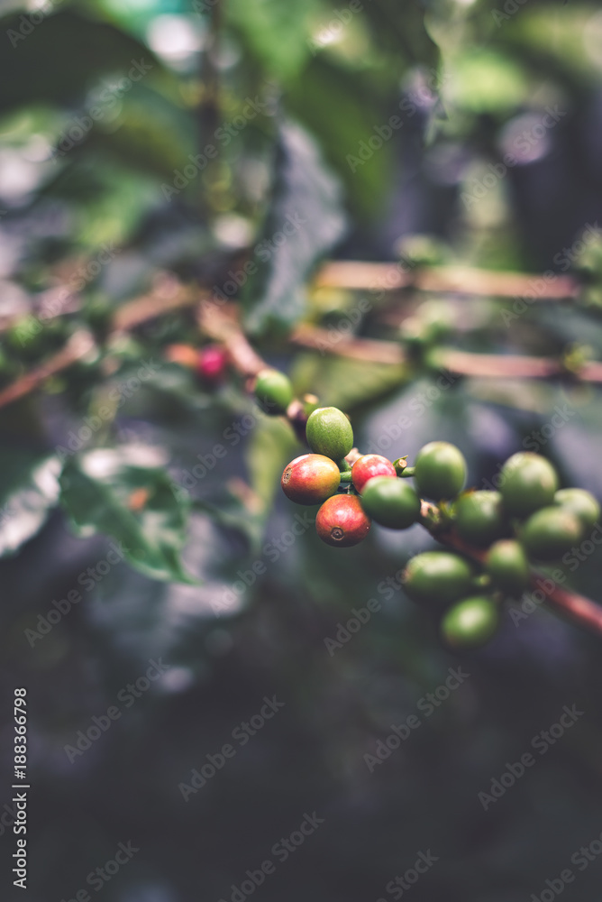 Coffee Plant, at Salento, Colombia Coffee Plant, at Salento, Colombia