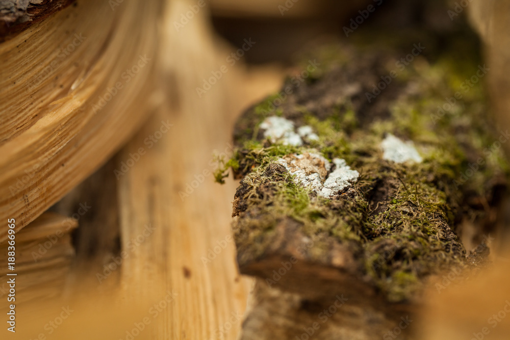Firewood with moss closeup background Firewood with moss closeup background