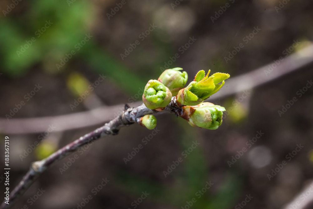Early spring branches, small leaves Early spring branches, small leaves