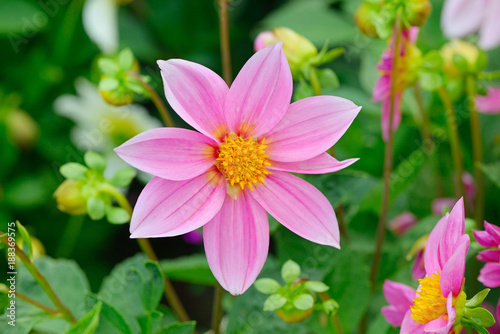 Fototapeta Naklejka Na Ścianę i Meble -  Dahlia on background of flowerbeds.