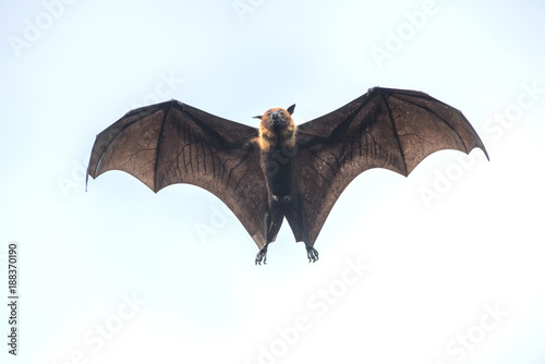 Bat flying on sky