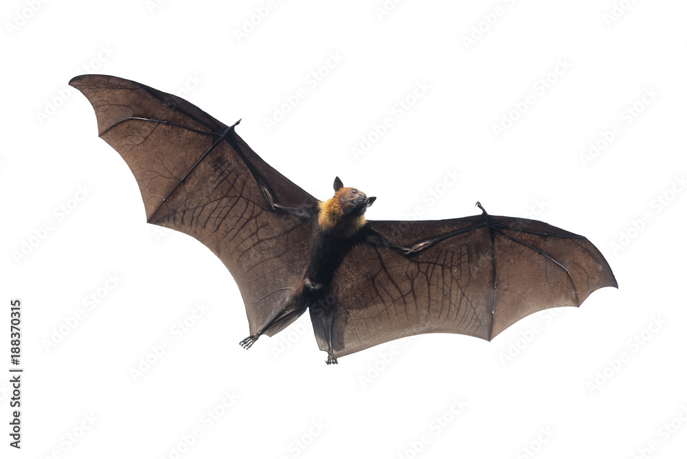 Fototapeta premium Bat flying isolated on white background (Lyle's flying fox)