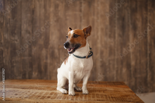 Jack Russell Terrier, sitting in front of gray background © Suvorova