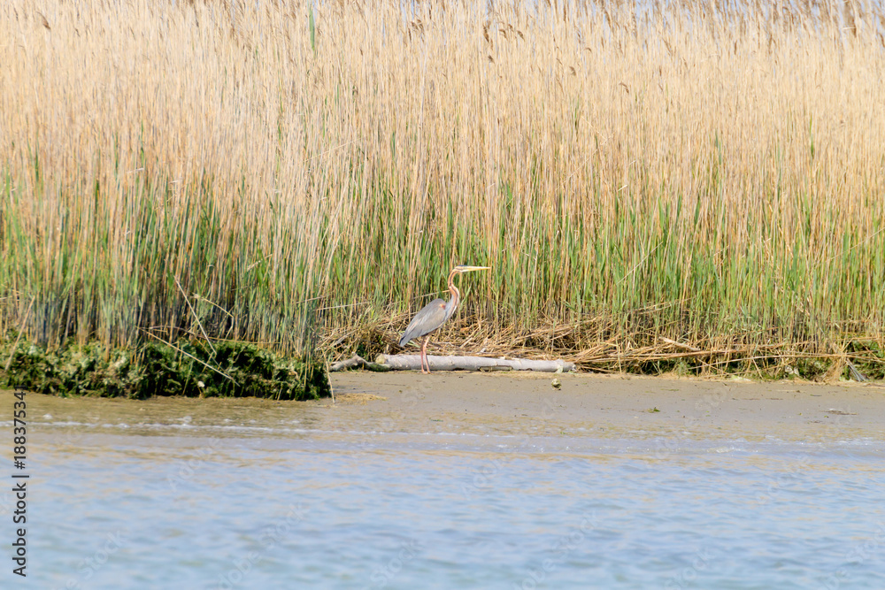 Fototapeta premium Purple heron close up.Po river lagoon