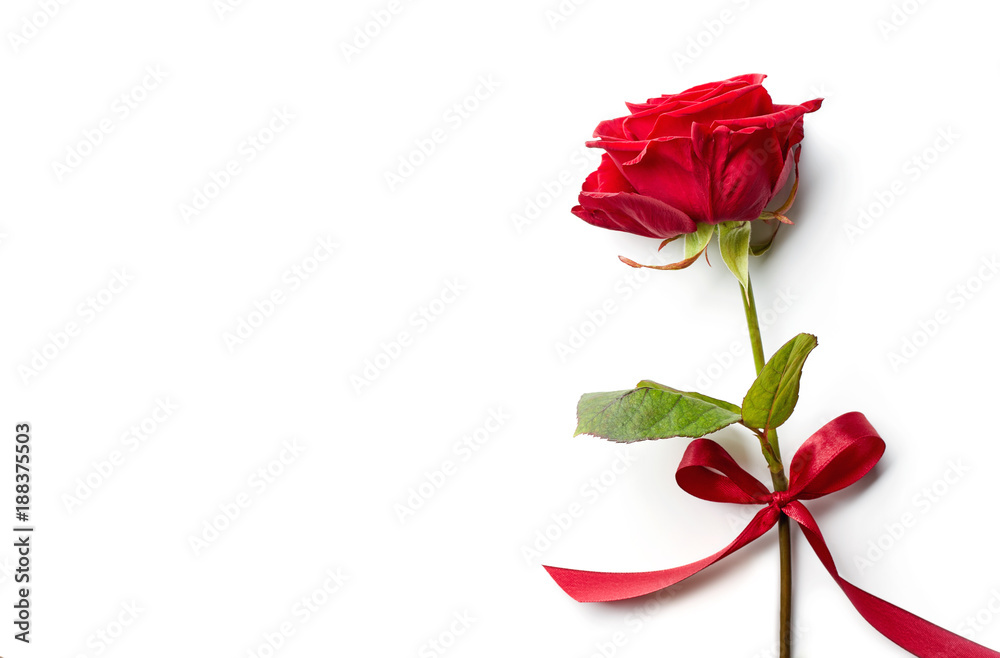 Obraz premium Czerwona róża z wstążką na białym tle