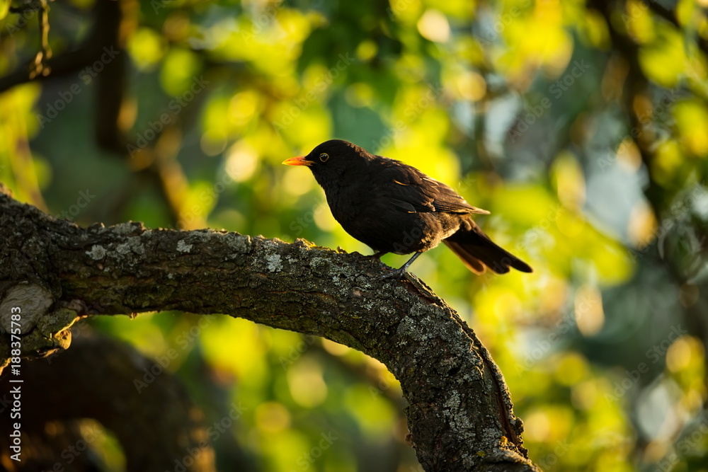 Turdus merula. Expanded throughout Europe. South Asia. Australia and New Zealand. Wild nature of Czech. Beautiful image of nature. Free nature. Photographed in Czech. Spring theme. Bird on the tree an Turdus merula. Expanded throughout Europe. South Asia. Australia and New Zealand. Wild nature of Czech. Beautiful image of nature. Free nature. Photographed in Czech. Spring theme. Bird on the tree an