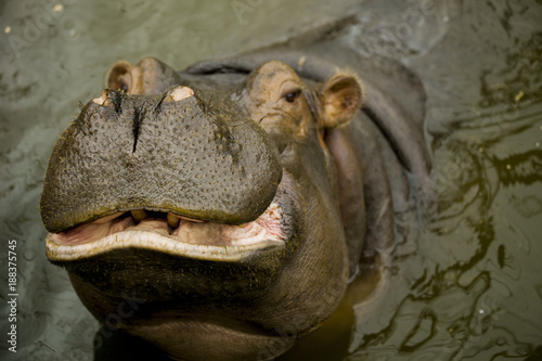 A large Behemoth. Hippopotamus with open mouth in water. © Maria Cherevan