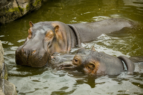 A pair of ferocious African hippos. The hippos opened their mouths waiting for food.