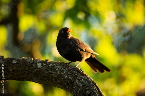 Turdus merula. Expanded throughout Europe. South Asia. Australia and New Zealand. Wild nature of Czech. Beautiful image of nature. Free nature. Photographed in Czech. Spring theme. Bird on the tree an