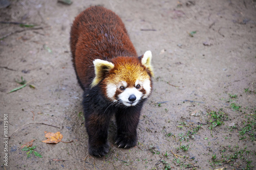 Fototapeta Naklejka Na Ścianę i Meble -  Face the red Panda. The male red Panda on the meadow . China.