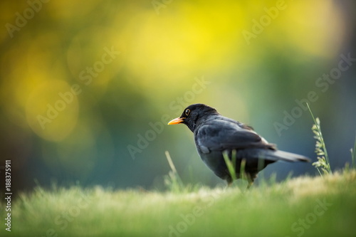 Turdus merula. Expanded throughout Europe. South Asia. Australia and New Zealand. Wild nature of Czech. Beautiful image of nature. Free nature. Photographed in Czech. Spring theme. Bird on the tree an