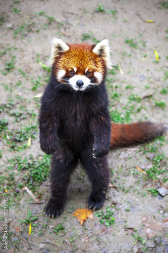 Fototapeta Naklejka Na Ścianę i Meble -  Face the red Panda. The male red Panda on the meadow . China.