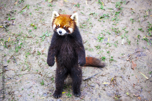 Fototapeta Naklejka Na Ścianę i Meble -  Face the red Panda. The male red Panda on the meadow . China.