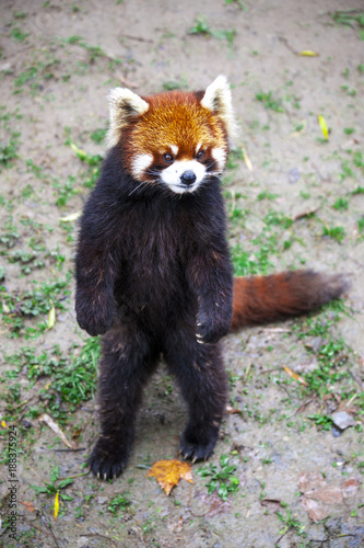 Fototapeta Naklejka Na Ścianę i Meble -  Face the red Panda. The male red Panda on the meadow . China.