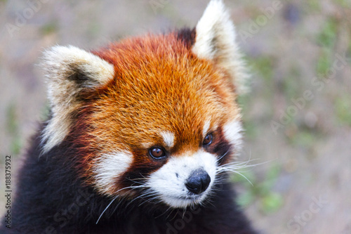 Fototapeta Naklejka Na Ścianę i Meble -  Face the red Panda. The male red Panda on the meadow . China.