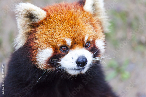 Fototapeta Naklejka Na Ścianę i Meble -  Face the red Panda. The male red Panda on the meadow . China.
