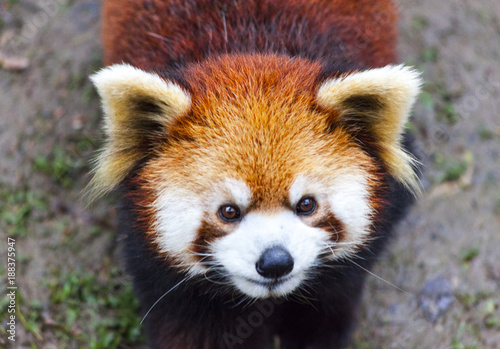 Fototapeta Naklejka Na Ścianę i Meble -  Face the red Panda. The male red Panda on the meadow . China.