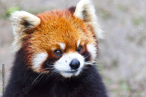 Fototapeta Naklejka Na Ścianę i Meble -  Face the red Panda. The male red Panda on the meadow . China.
