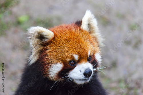 Fototapeta Naklejka Na Ścianę i Meble -  Face the red Panda. The male red Panda on the meadow . China.