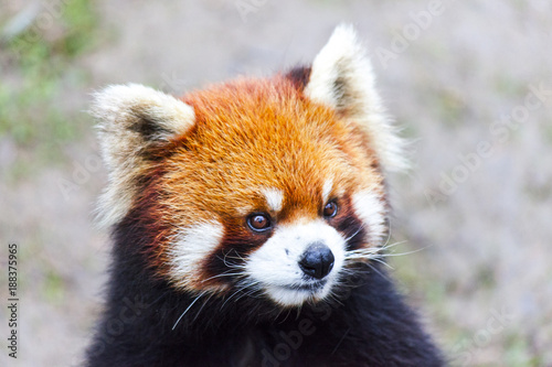 Fototapeta Naklejka Na Ścianę i Meble -  Face the red Panda. The male red Panda on the meadow . China.