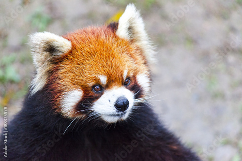 Fototapeta Naklejka Na Ścianę i Meble -  Face the red Panda. The male red Panda on the meadow . China.