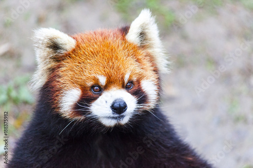 Fototapeta Naklejka Na Ścianę i Meble -  Panda Bear enjoying his bamboo lunch