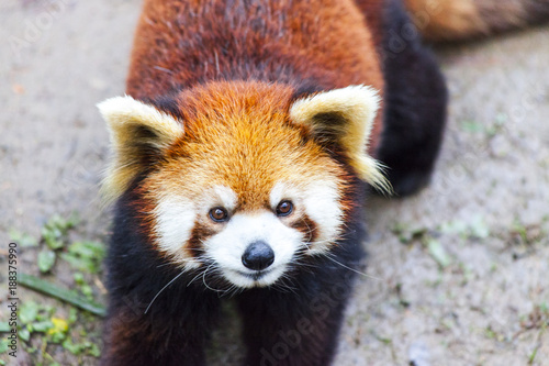 Fototapeta Naklejka Na Ścianę i Meble -  Panda Bear enjoying his bamboo lunch