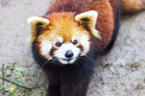 Fototapeta Naklejka Na Ścianę i Meble -  Panda Bear enjoying his bamboo lunch
