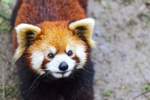 Fototapeta Naklejka Na Ścianę i Meble -  Panda Bear enjoying his bamboo lunch