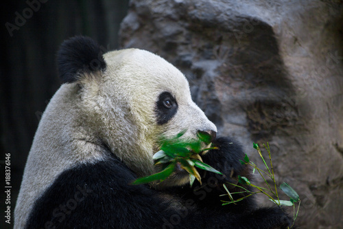 Fototapeta Naklejka Na Ścianę i Meble -  Giant Panda close-up. Panda eating shoots of bamboo