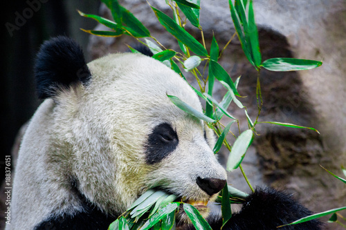 Fototapeta Naklejka Na Ścianę i Meble -  Giant Panda close-up. Panda eating shoots of bamboo