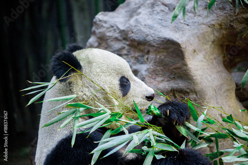 Fototapeta Naklejka Na Ścianę i Meble -  Giant Panda close-up. Panda eating shoots of bamboo