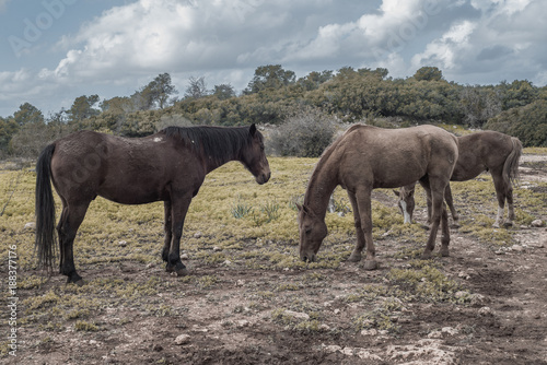 Three brown horses gazining in the meadow