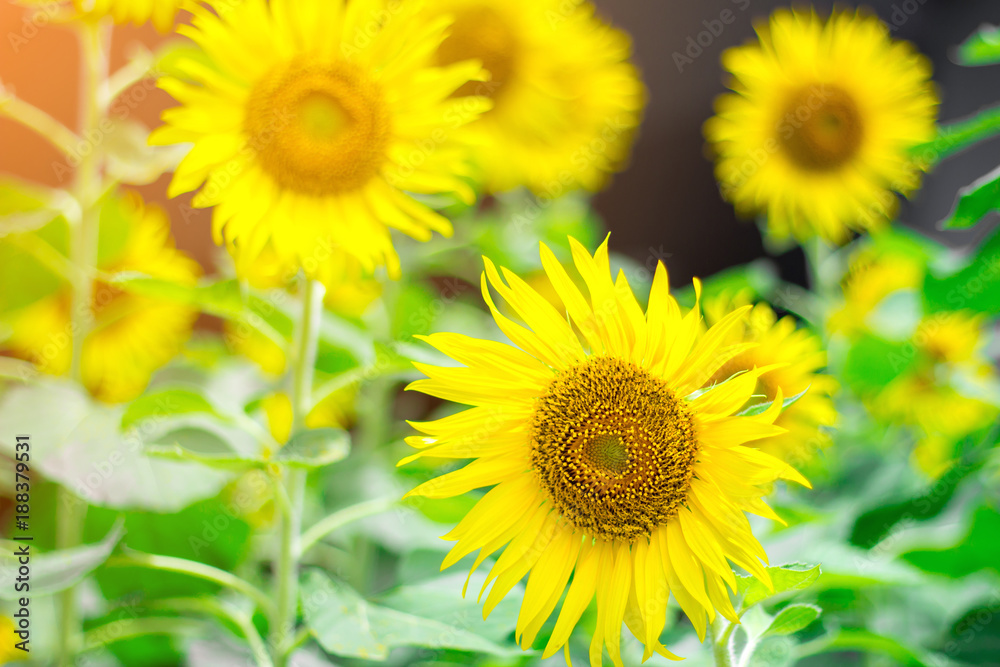 The field of sunflowers with lots of flowers and green leaf in the garden with the flare from the sun in the day time.