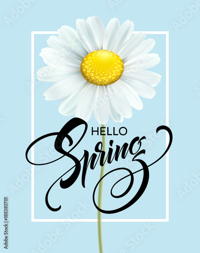Calligraphic inscription Hello Spring with spring flower - blooming white daisy. Vector illustration