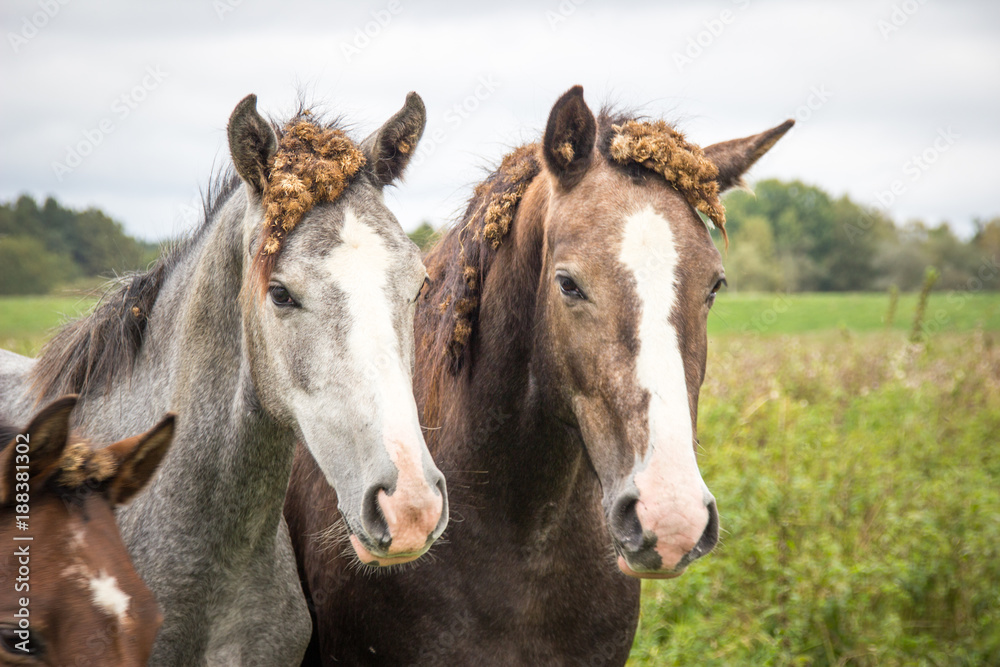 two horses with burdock root in the mane