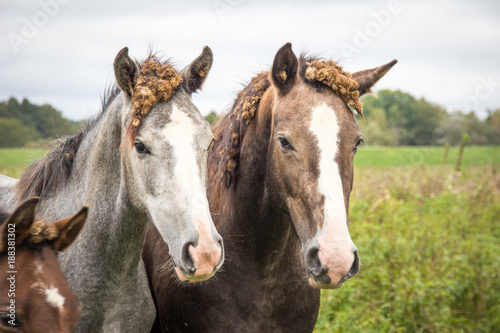 two horses with burdock root in the mane