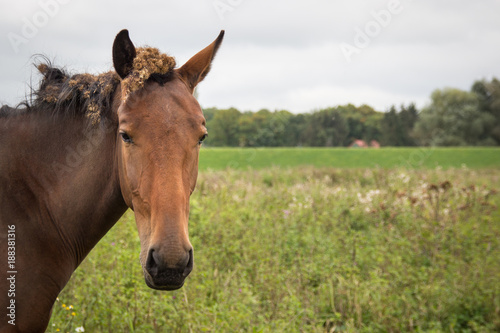 brown horse with burdock root in the hair