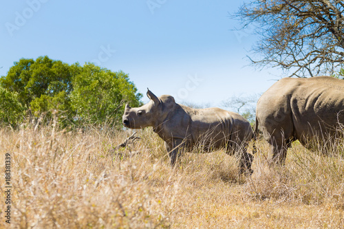 Fototapeta Naklejka Na Ścianę i Meble -  White rhinoceros with puppy, South Africa