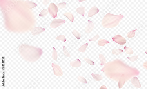 Fotografie, Obraz Pink sakura falling petals background. Vector illustration