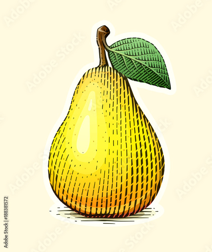 Pear with leaf. Fruit in vintage engraving style. Vegetarian