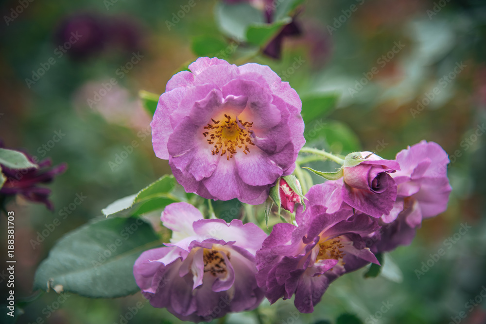 purple rose in a ground under the glass house for valentine day purple rose in a ground under the glass house for valentine day