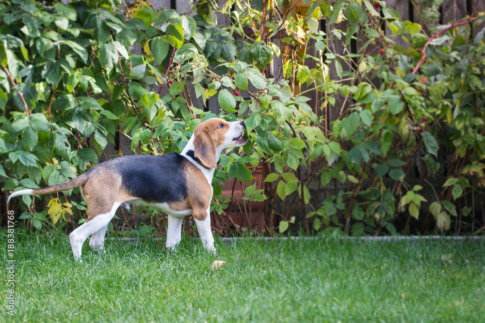 Dog (Beagle) eats raspberries from the shrub
