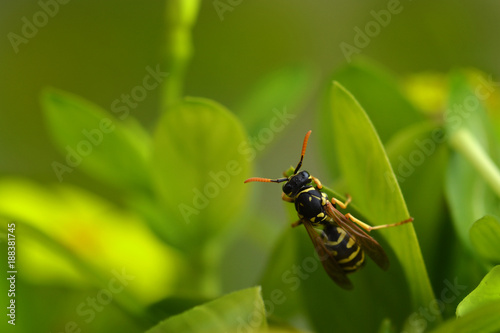 Wasp on a leaf © nahhan