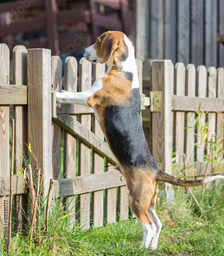 young beagle (17 weeks) stands on his hind legs and waits at the fence gate to the garden