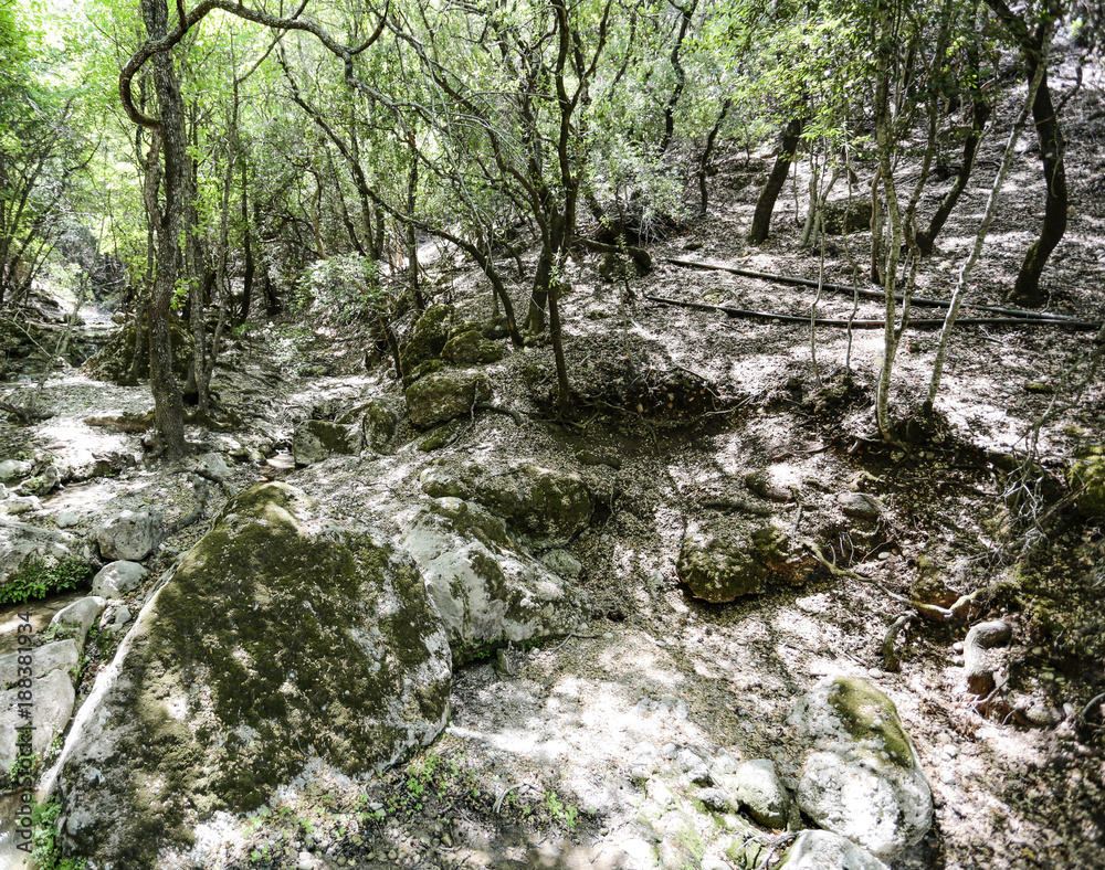 Fototapeta premium tropical forest 
