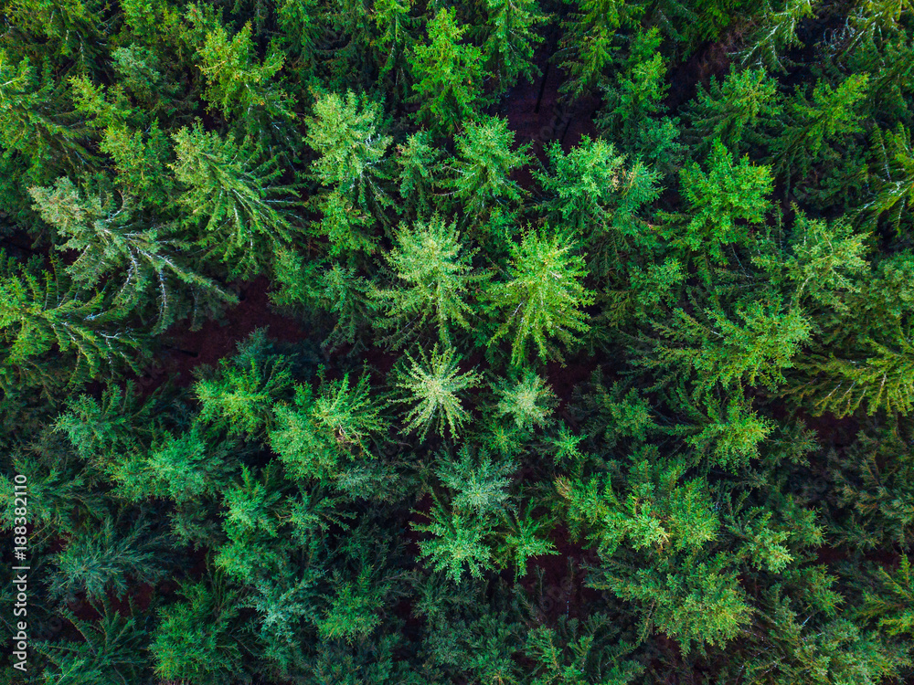 Aerial view image of green forest of pine trees Aerial view image of green forest of pine trees